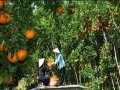tuyển việc làm lao động phổ thông nam nữ làm vườn