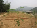 cần chuyển nhượng 4 ha đất làm trang trại tại xã mông hóa huyện kỳ sơn tỉnh hòa bình