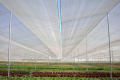 Nhà lưới nhà màng, mua lưới trồng rau ở đâu, bán lưới chắn côn trùng politiv israel
