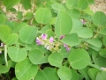 Bán đỗ trọng chữa đau lưng, mỏi gối, di tinh, đái đêm, liệt dương, chữa cao huyết áp.