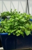 Lắp đặt hệ thống trồng rau sạch trên sân thượng tại nhà