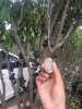 Sức hút khi nhìn thấy Nho thân gỗ quả chi chít trên thân