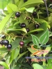 CHERRY BRAZIL - Cơ hội làm giàu từ loại trái cây được ưa chuộng số 1 thế giới !