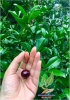 Cần bán Cherry brazil cho trái ngon khó cưỡng