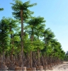 Bán cây giáng hương tại Bình Thuận