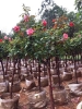 Hoa hồng thân gỗ  - Giá tốt, Ship hàng toàn quốc
