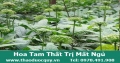 Bán Hoa tam thất siêu non chữa mất ngủ, trị ung thư