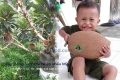 cung cấp cây giống sapoche nhập khẩu mỹ