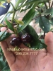 Cây cherry - Sự lựa chọn mới cho người trồng cây