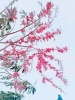 Hoa đỗ mai nở rộ tại xứ biển Phan Thiết