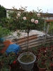 Hướng dẫn chi tiết cách trồng và chăm sóc cây hoa hồng thân gỗ