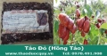 Táo tầu đỏ bồi bổ cơ thể, chế biến các món ăn ngon (giao hàng toàn quốc)