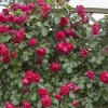 Phân phối trực tiếp liền kề, biệt thự cao cấp dự án THE EDEN ROSE Thanh Trì, giá gốc chủ đầu tư.LH 0911041625
