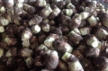 Bán Khoai Môn Xuất Khẩu