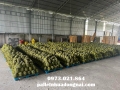 Phân phối pallet nhựa tại Trà Vinh, liên hệ 0973021864 (24/7)