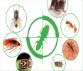 Dịch vụ diệt côn trùng - diệt chuột - diệt mối tận gốc