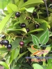 Cherry Brail tốt cho sức khỏe lại thơm ngon dễ trồng