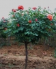 Bán hồng thân gỗ Tree Rose giá rẻ