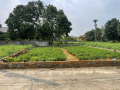 Chính Chủ Gửi Bán Lô Đất Đẹp Tại Yên Thái, Đông Yên, Quốc Oai – Hà Nội
