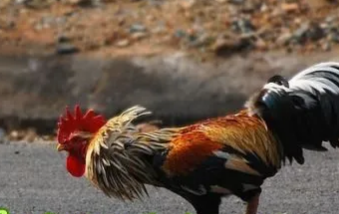 Good88 trực tuyến Ưu thế khi chơi cá cược tại đá gà tại nền tảng