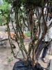 Nho thân gỗ trưng tết mang nhiều tài lộc
