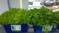 Dịch vụ trồng rau Aquaponics và rau thủy canh tại nhà