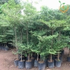 Cây Bàng Đài Loan (bàng lá nhỏ) - Caygiong4s.com