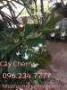 Cherry Brazil - cây giống - cây có trái