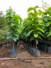 Cây Dầu Rái giống - Caygiong4s.com