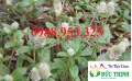 Cây Nở ngày đất chữa bệnh gout xương khớp hiệu quả