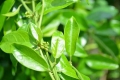 Dây thìa canh, giải pháp cho bệnh tiểu đường