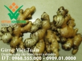 Mua bán Gừng tươi xuất khẩu số lượng lớn