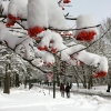 Những cách để thích nghi với mùa đông lạnh giá dành cho du học sinh tại Nhật