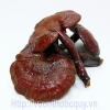 Nấm Lim Xanh Hỗ Trợ Điều Trị Ung Thư