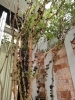 Chiêm ngưỡng loài cây nho thân gỗ quý hiếm tại nhà vườn Khánh Võ