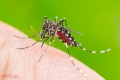 Cách Phòng Chống Muỗi Cho Trẻ Em Sơ Sinh