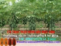 cung cấp hạt giống đu đủ