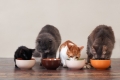 6 lợi ích thật sự của thức ăn khô cho mèo