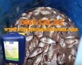 Chế phẩm EM ủ phân cá bón cây trồng