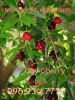 Cherry đang ra trái, yên tâm trồng ở Việt Nam